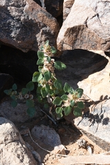 Forsskaolea