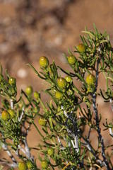 Pteronia pallens