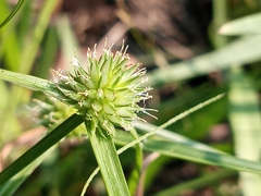Cyperus brevifolioides
