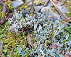Cladonia symphycarpa