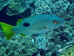 Lutjanus ehrenbergii