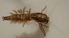 Leptophlebia cupida