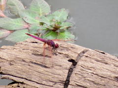 Trithemis annulata annulata