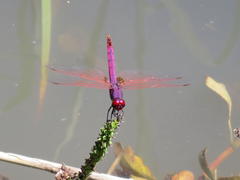 Trithemis annulata annulata