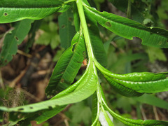Euphranta canadensis