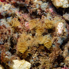 Crisularia turrita