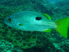 Lutjanus ehrenbergii