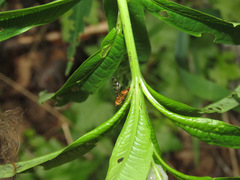 Euphranta canadensis