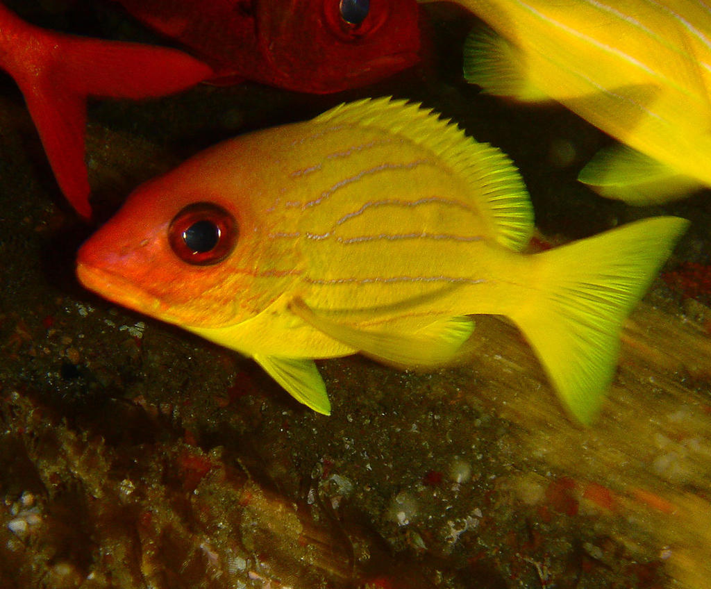 Bluestriped Snapper