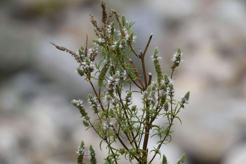 Mentha longifolia image