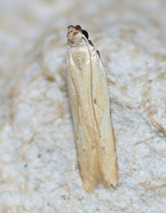 Mesophleps adustipennis