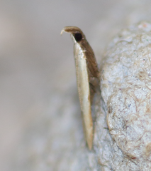 Mesophleps adustipennis