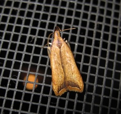 Dichomeris heriguronis