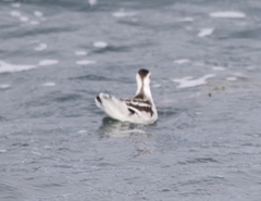 Phalaropus lobatus