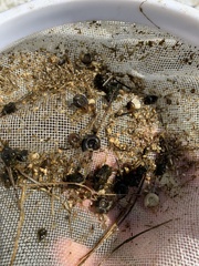 Planorbella oregonensis