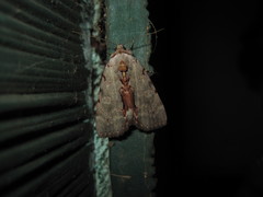 Catocala grynea