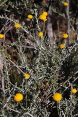 Pentzia globosa