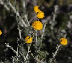 Pentzia globosa