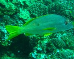 Lutjanus monostigma