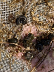 Planorbella oregonensis