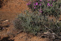 Pentzia globosa