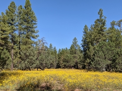 Heliomeris multiflora