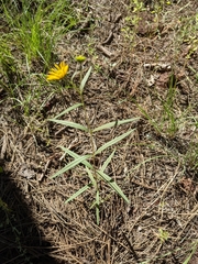 Heliomeris multiflora
