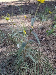 Heliomeris multiflora