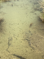 Siphateles boraxobius