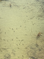 Siphateles boraxobius