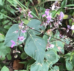 Desmodium canescens