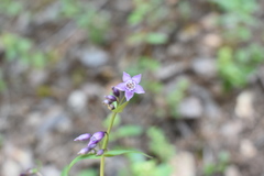 Gentianella wislizeni