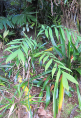 Chamaedorea microspadix