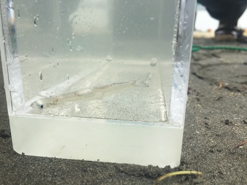 Night smelt (Spirinchus starksi) — Osmeridae — 4
