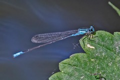 Acanthagrion quadratum