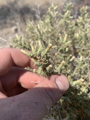 Brickellia microphylla microphylla