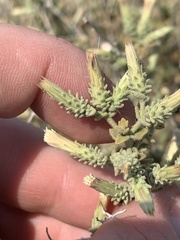Brickellia microphylla microphylla