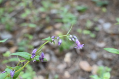 Gentianella wislizeni