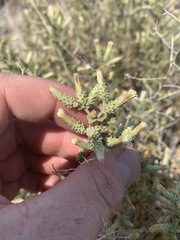 Brickellia microphylla microphylla