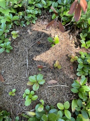 Dolichoderus taschenbergi