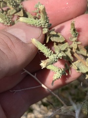 Brickellia microphylla microphylla