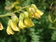Astragalus penduliflorus