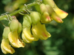 Astragalus penduliflorus