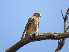 Falco tinnunculus tinnunculus