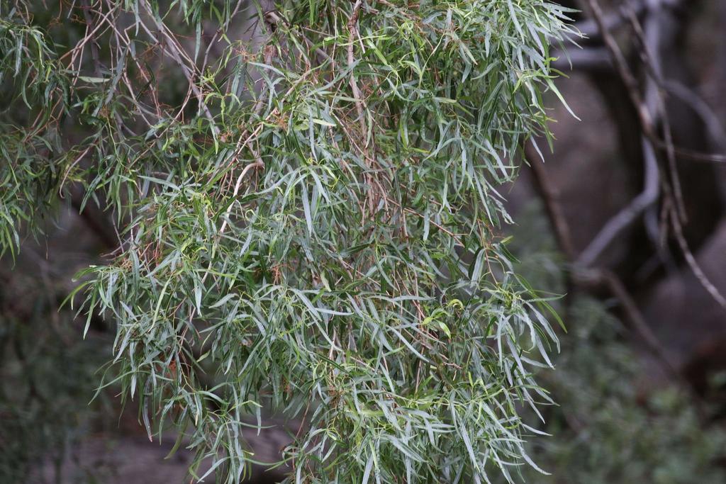 african sumac from Unnamed Road, Naukluft Mountain Zebra Park on April ...
