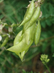 Astragalus penduliflorus