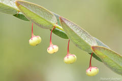 Phyllanthus glaucophyllus