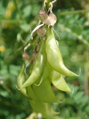 Astragalus penduliflorus