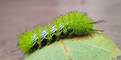 Automeris cecrops pamina