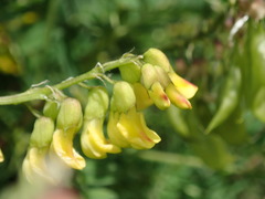 Astragalus penduliflorus